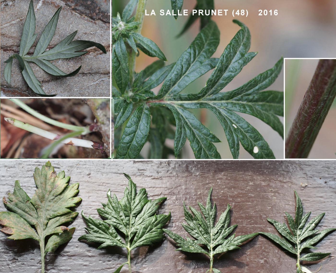 Mugwort leaf